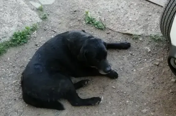 Найдена собака на ул. Чебеньковской