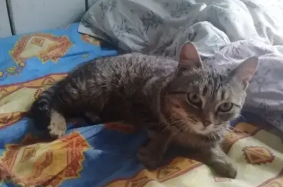 Пропала кошка Феликс в Ноябрьске