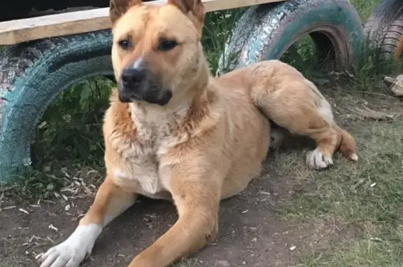 Найдена собака в Туймазах, Башкортостан, Октябрьский район