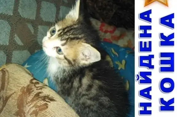 Найдена кошка-котенок в Кургане: ищет заботливых хозяев.