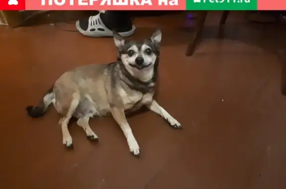 Найдена собака на улице Паши Савельевой