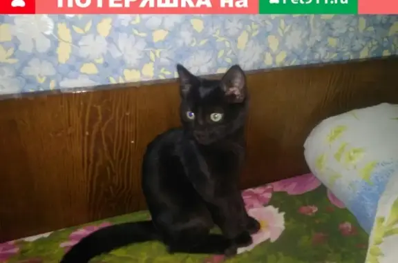 Найден котенок возле Дикси в Весьегонске