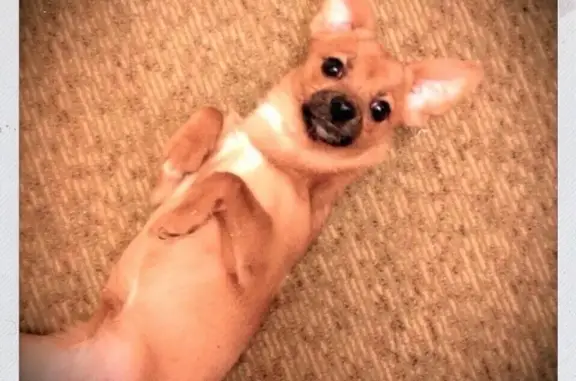 Собаки потеряшки, Тверь, фото: Потеряшка собака на Паши Савельевой, Тверь