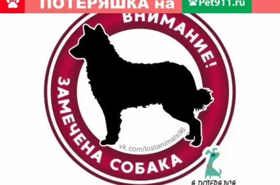 Потерянная собака возле университета (м. Машиностроителей)