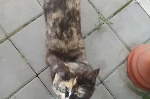 Пропала кошка Ксюша в Таганроге