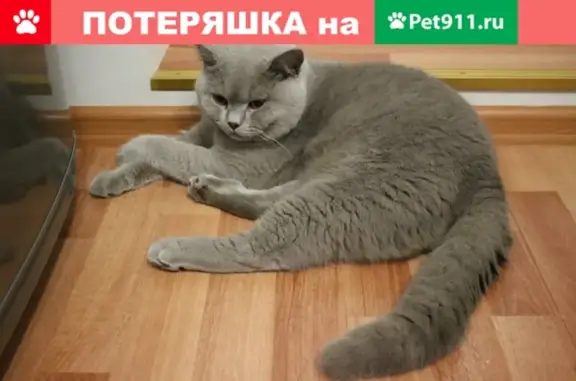Пропал кот на ул. Шинников, Всеволожск, 23 июня. Помогите найти!