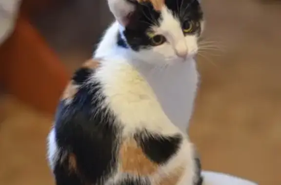 Потерянные животные Набережные Челны, фото: Пропала бело-черно-оранжевая кошка возле дома 41/03