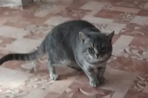 Кошки потеряшки, Киров, фото: Потеряшка кошка на ул. Пушкина, Киров, помогите найти!