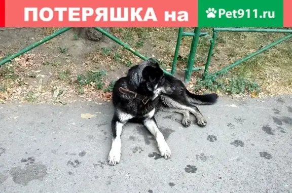 Собаки потеряшки, Москва, фото: Потеряшка игривая собака на ул. Малыгина (Москва)