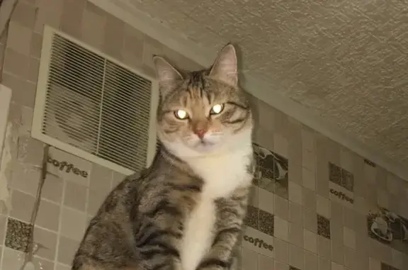 Кошки потеряшки, Киров, фото: Потеряшка кошка в мкр. Радужный, приютите, пожалуйста!