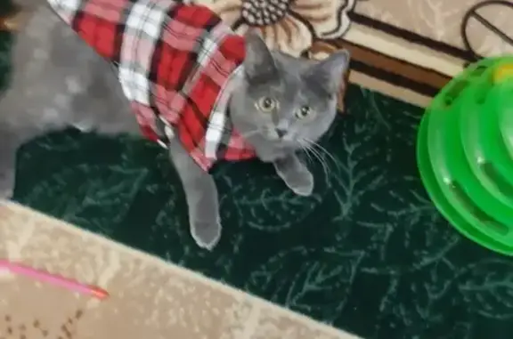 Потерянные животные поселок Троицкий, фото: Пропала кошка в Троицком, Белгородская область