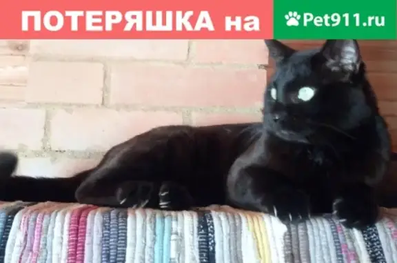 Пропала кошка Багир в деревне Горки, Московская область