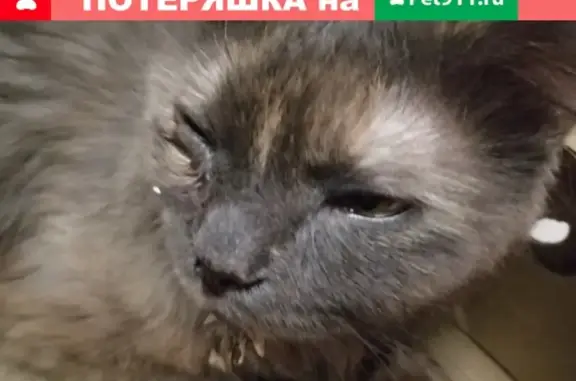 Найдена кошка на Игнатова 35 в Краснодаре