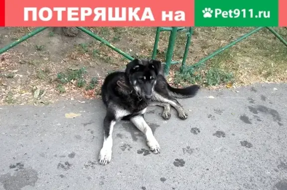 Найдена игривая собака на ул. Малыгина в Москве