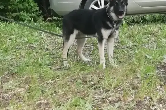 Пропала собака в Саранске с красным ошейником
