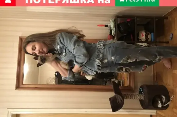 Кошки потеряшки, Москва, фото: Потеряшка кошка Симба, Нагатинская набережная 48/2