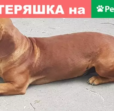 Найдена собака в Симферополе, ищет дом