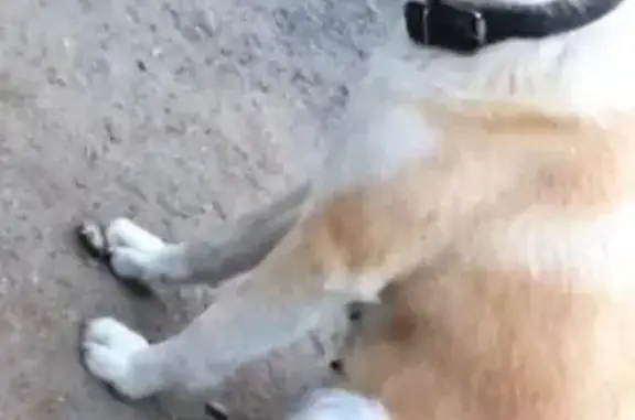 Пропала собака Кита на Копейском шоссе
