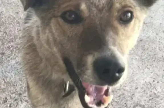 Найден пес в Девичьей Горе, ищем хозяина (Республика Башкортостан)