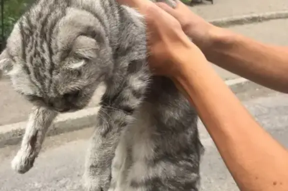 Найдена кошка на Московской, лечится в клинике