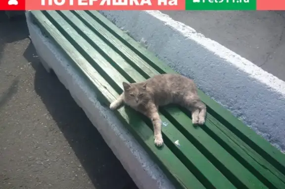 Найдена кошка на автовокзале в Абакане.