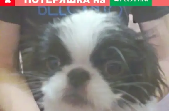 Пропала собака Марта в Кирове, вознаграждение.