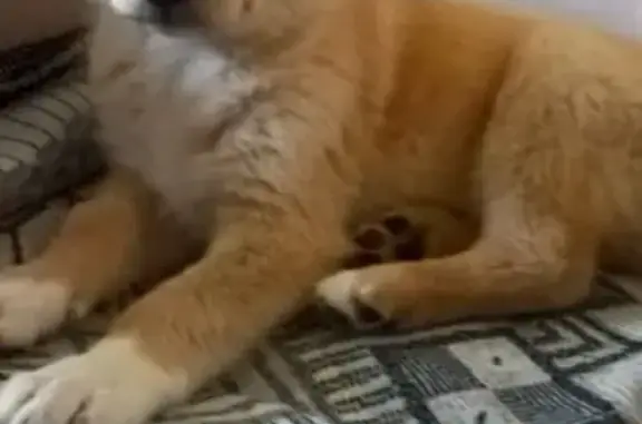 Пропал щенок-мальчик на ул. Октябрьская в Куженере