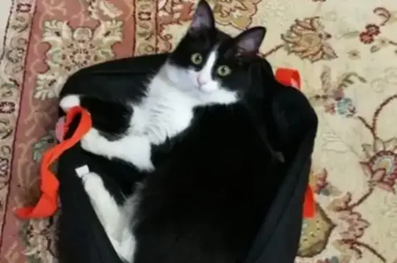 Потерянные животные Набережные Челны, фото: Пропала пушистая кошка в Набережных Челнах, 58-й комплекс, 15.