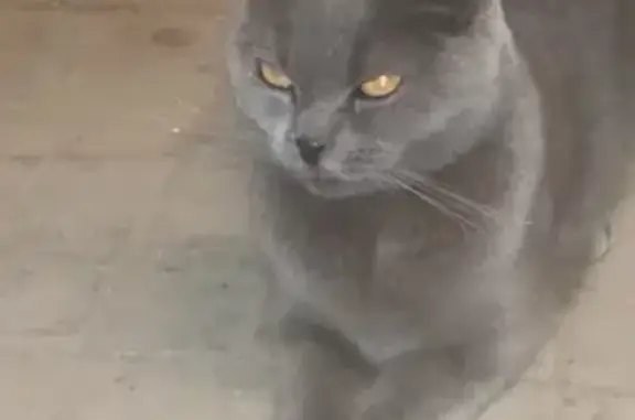 Найдена худая кошка в Краснодаре