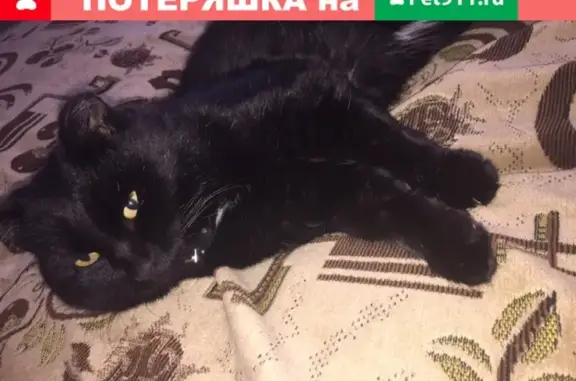 Потерянные животные Засопка, фото: Пропал кот Гоша в селе Засопка, Читинский район, Забайкальский край