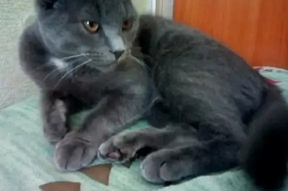 Кошки потеряшки, рабочий посёлок Тургенево, фото: Потеряшка вислоухий кот в Тургенево, Мордовия
