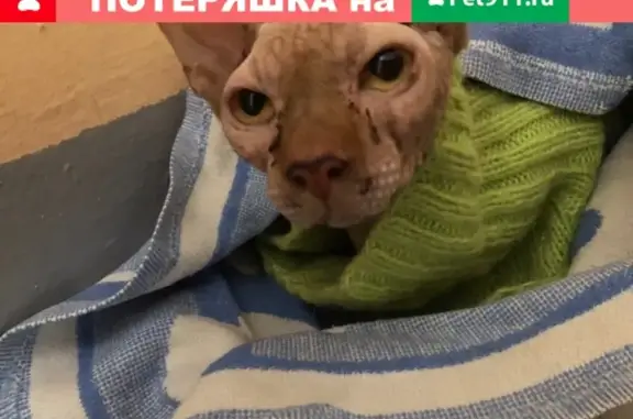 Найдена кошка в Тольятти!