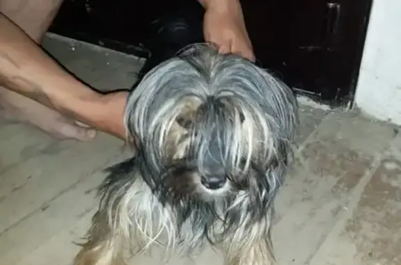 Найдена собака в районе ДК, возможно потеряшка с коричневым ошейником
