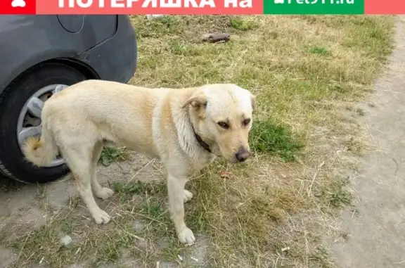 Найдена собака в СПб на улице Генерала Хрулёва