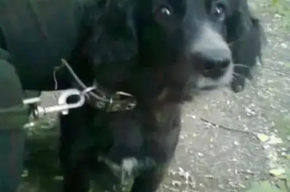 Найдена собака в Омске, ищем хозяев или передержку