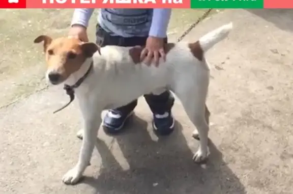Пропала собака в Майском районе, вознаграждение за находку.