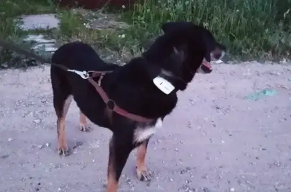 Пропала собака Черри в Балабаново, Боровске или этномире