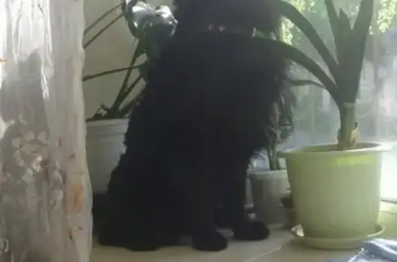 Собаки потеряшки, Кострома, фото: Потеряшка собака с эпилепсией на ул. Горная, Кострома