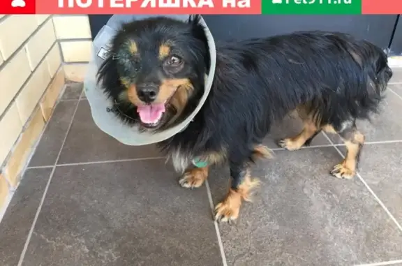 Найдена собака с подбитым глазом в Краснодарском крае