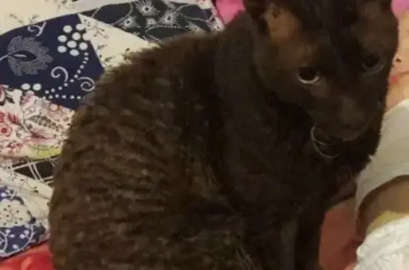 Кошки потеряшки, Куйвозовское, фото: Потеряшка кот Яша в СНТ Стеклянный, ЛО, Всеволожский р-н