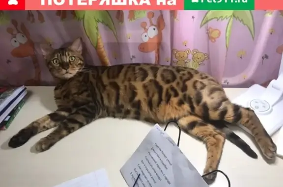 Пропал кот в деревне Гостинополье, Волховский район