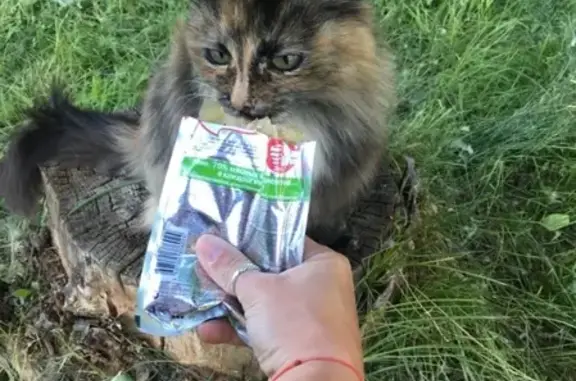 Кошки потеряшки, Киров, фото: Потеряшка кошка в районе Филейка, вознаграждение за информацию