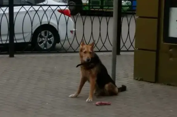 Найден пес возле метро Водный стадион, Москва
