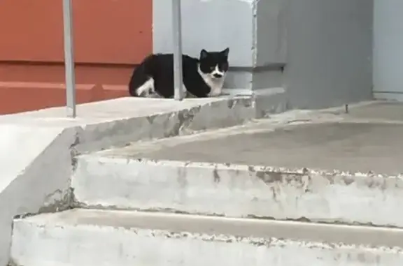 Найдена кошка в Балашихе, Московская обл.