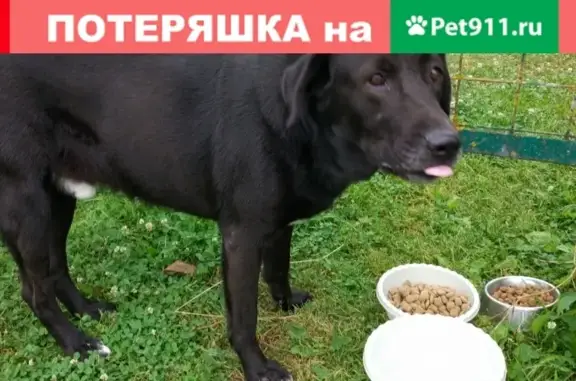 Найдена собака в Московской области, село Выпуково, ищет нового хозяина.
