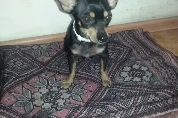 Найдена собачка в Саранске