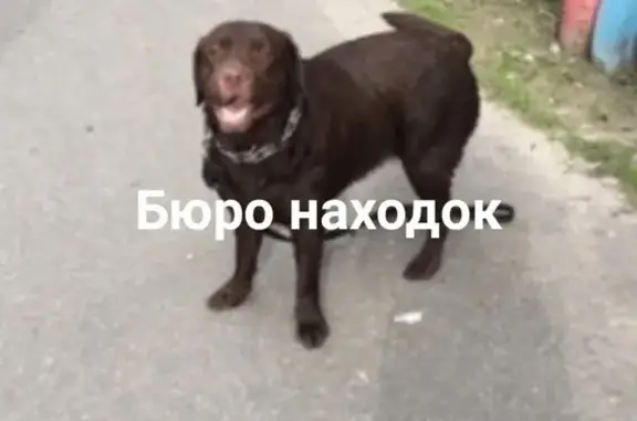 Собаки потеряшки, Архангельск, фото: Потеряшка шоколадная лабрадорша с поводком и ошейником в районе к.маркса, воронина, 25-26 июня. Очень переживаю!