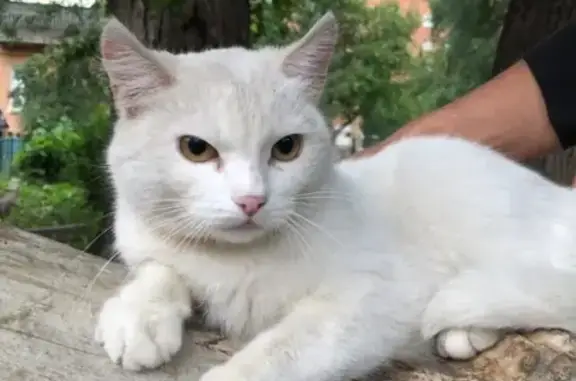 Найдена белая кошка в Омске с ошейником