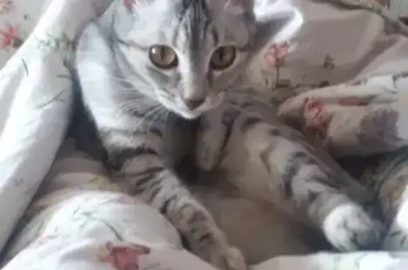 Потерянные животные Уруссу, фото: Пропала кошка в Уруссу: откликается на имя 