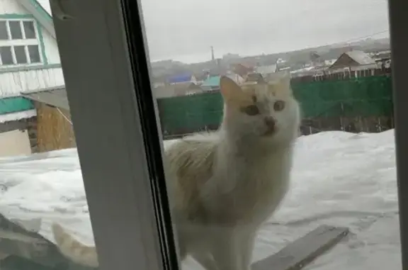 Пропал кот около озера Култабан в Сибае, Башкортостан.